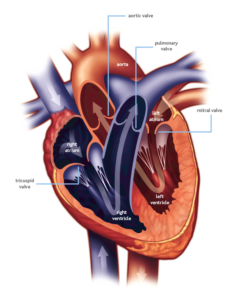 heartvalve