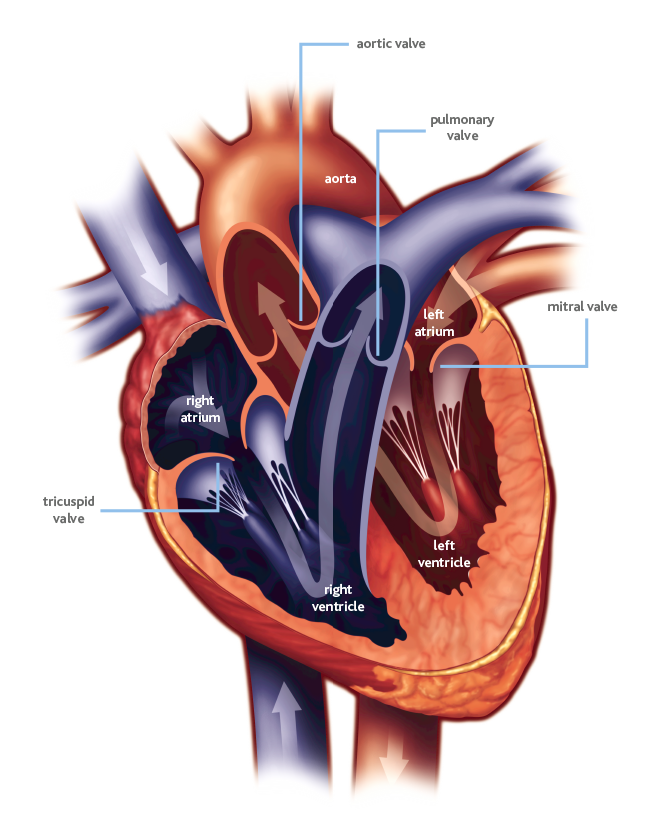 Heart valves